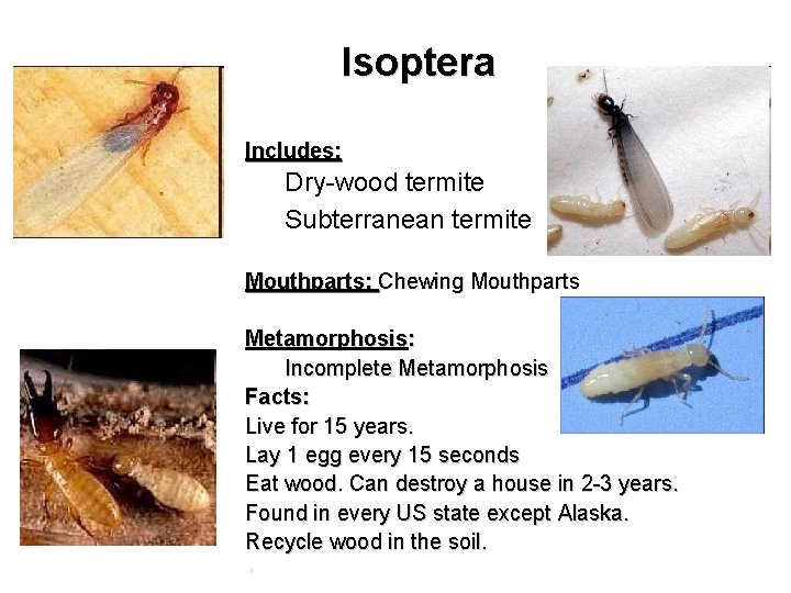 Isoptera Includes: • Dry-wood termite Subterranean termite Mouthparts: Chewing Mouthparts Metamorphosis: Incomplete Metamorphosis Facts: