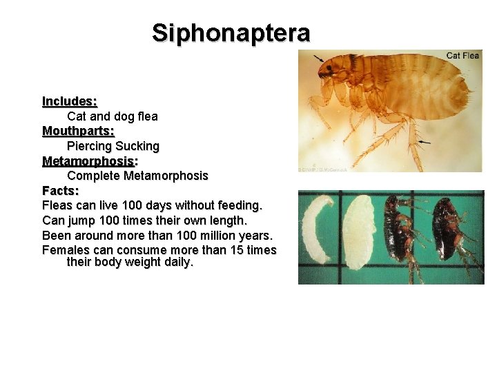 Siphonaptera Includes: Cat and dog flea Mouthparts: Piercing Sucking Metamorphosis: Complete Metamorphosis Facts: Fleas