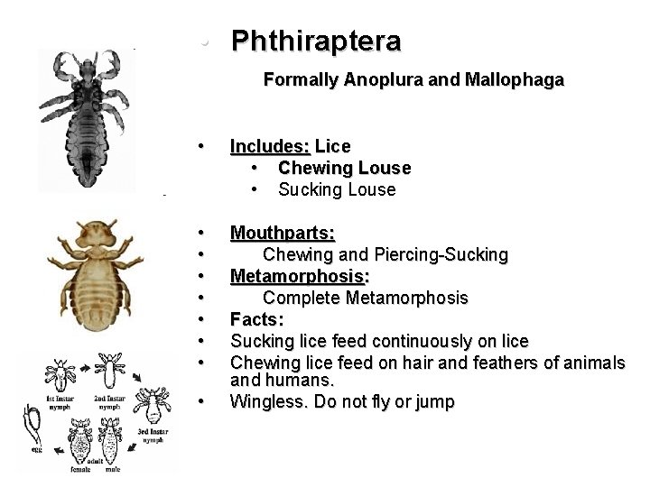  • Phthiraptera Formally Anoplura and Mallophaga • Includes: Lice • Chewing Louse •