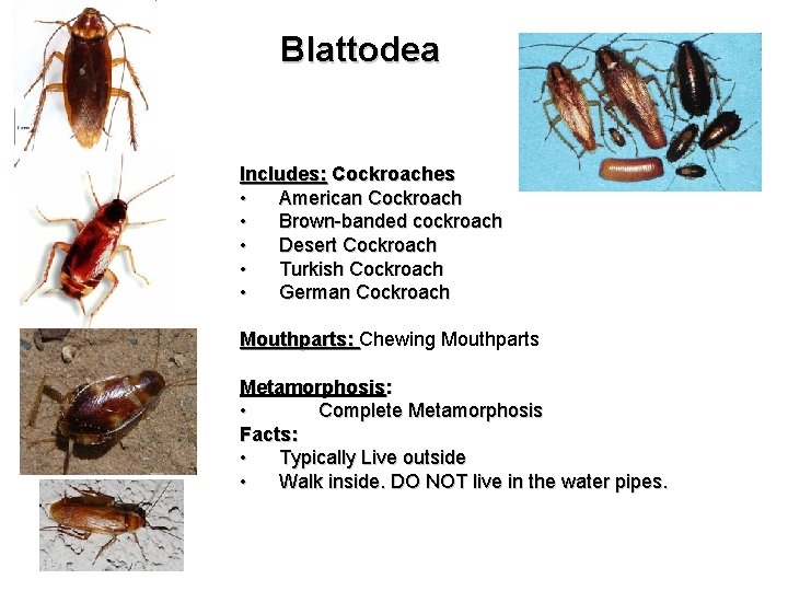 Blattodea Includes: Cockroaches • American Cockroach • Brown-banded cockroach • Desert Cockroach • Turkish