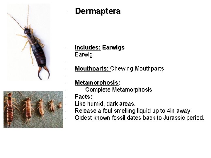  • Dermaptera • • • Includes: Earwigs Earwig Mouthparts: Chewing Mouthparts Metamorphosis: Complete