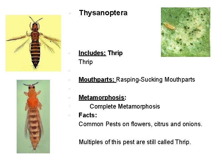  • Thysanoptera • • • Includes: Thrip • Multiples of this pest are
