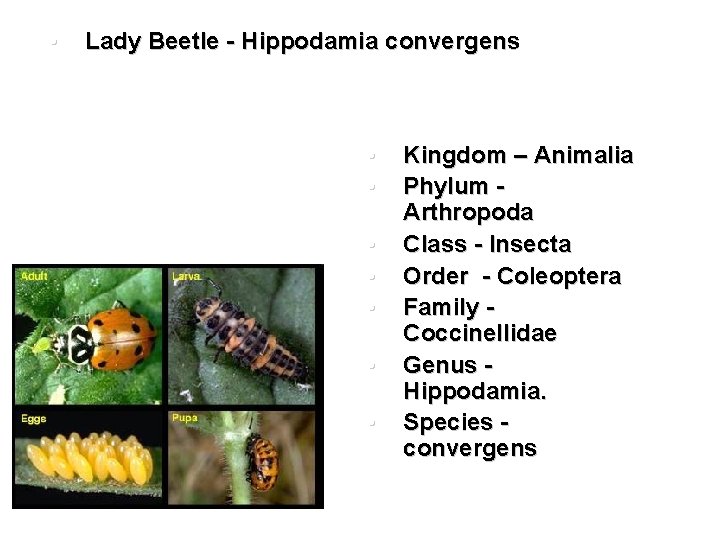  • Lady Beetle - Hippodamia convergens • • Kingdom – Animalia Phylum Arthropoda