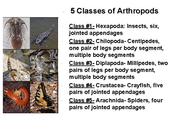  • 5 Classes of Arthropods • • • Class #1 - Hexapoda: Insects,