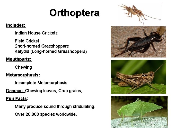 Orthoptera Includes: Indian House Crickets Field Cricket Short-horned Grasshoppers Katydid (Long-horned Grasshoppers) Mouthparts: Chewing