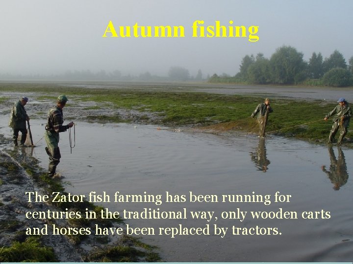 Autumn fishing The Zator fish farming has been running for centuries in the traditional