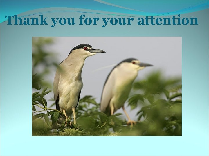 Thank you for your attention 