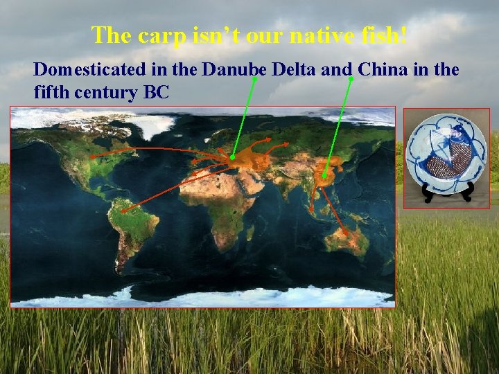 The carp isn’t our native fish! Domesticated in the Danube Delta and China in