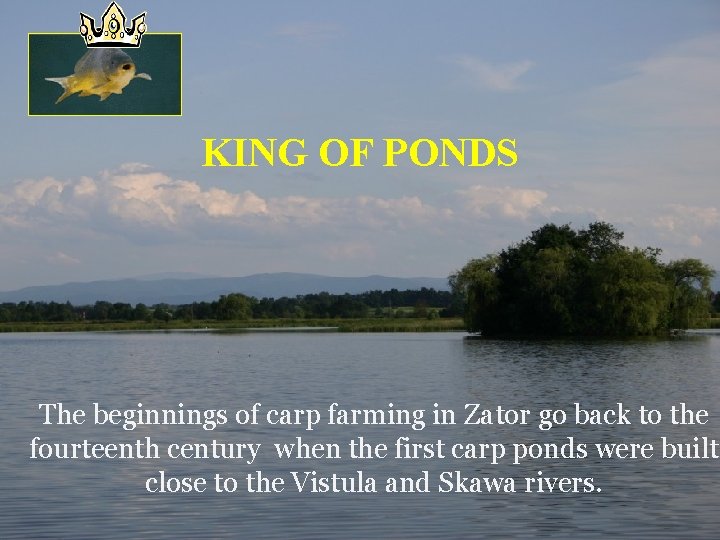 KING OF PONDS The beginnings of carp farming in Zator go back to the