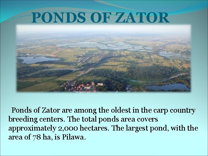 PONDS OF ZATOR Ponds of Zator are among the oldest in the carp country