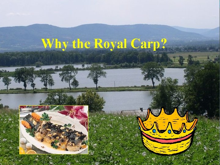 Why the Royal Carp? 