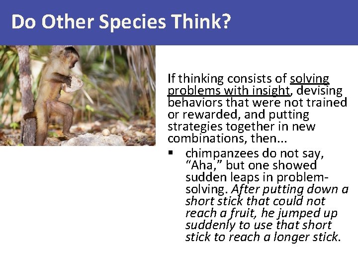 Do Other Species Think? If thinking consists of solving problems with insight, devising behaviors