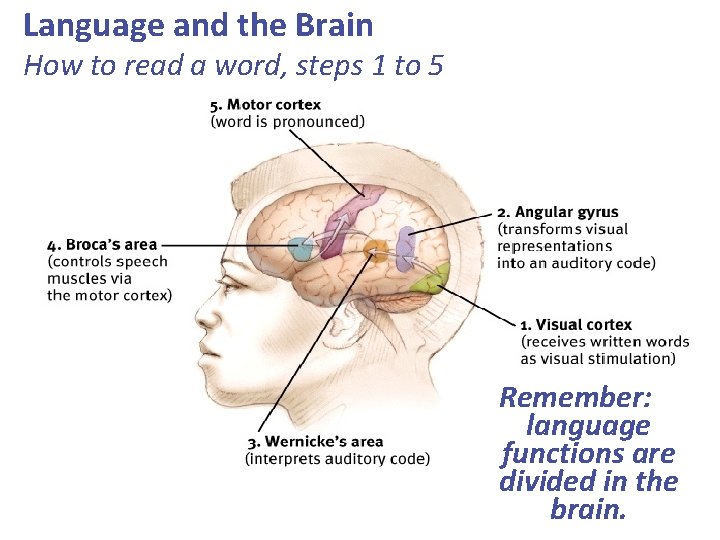 Language and the Brain How to read a word, steps 1 to 5 Remember: