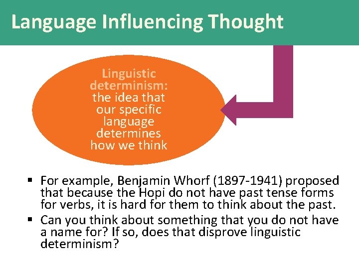 Language Influencing Thought Linguistic determinism: the idea that our specific language determines how we