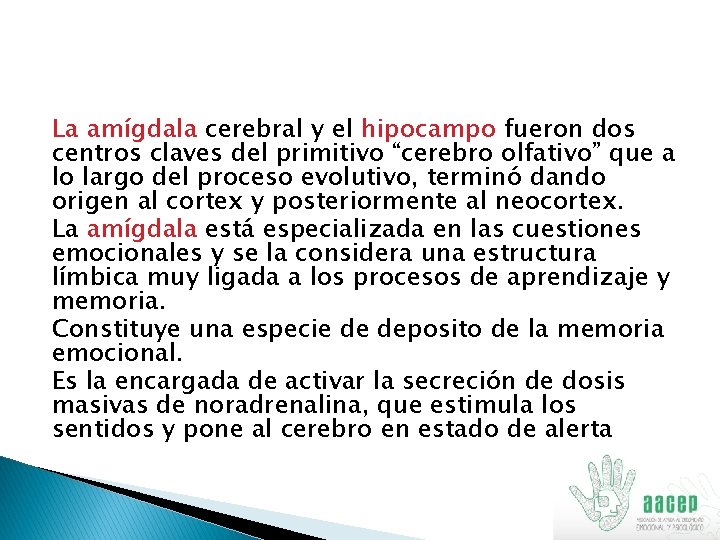 La amígdala cerebral y el hipocampo fueron dos centros claves del primitivo “cerebro olfativo”