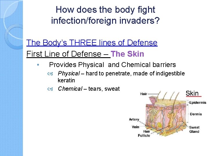 How does the body fight infection/foreign invaders? The Body’s THREE lines of Defense First