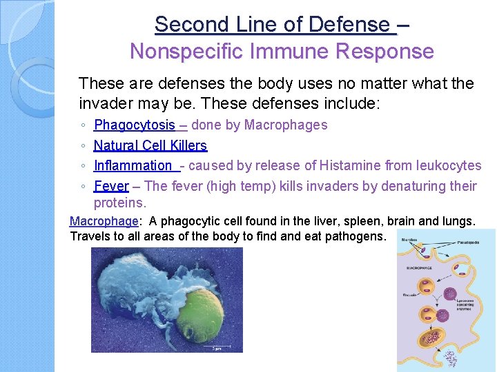 Second Line of Defense – Nonspecific Immune Response These are defenses the body uses