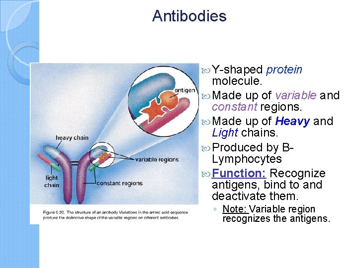 Antibodies Y-shaped protein molecule. Made up of variable and constant regions. Made up of