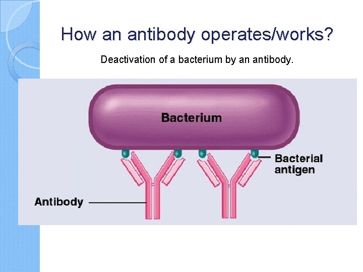 How an antibody operates/works? Deactivation of a bacterium by an antibody. 