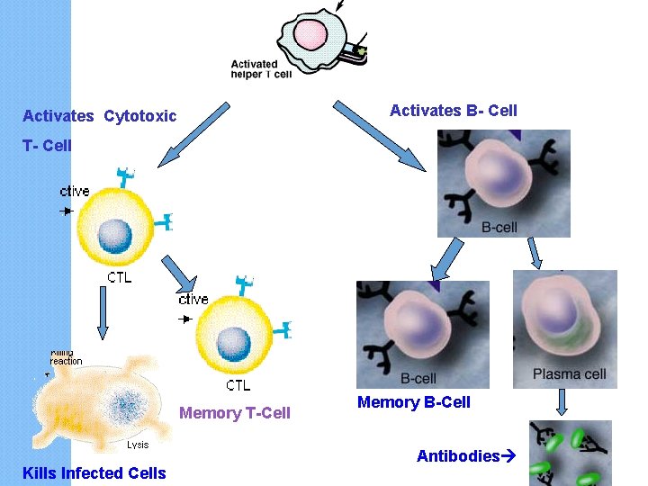 Activates B- Cell Activates Cytotoxic T- Cell Memory T-Cell Kills Infected Cells Memory B-Cell