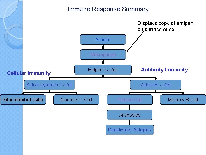 Immune Response Summary Displays copy of antigen on surface of cell Antigen Macrophage Antibody