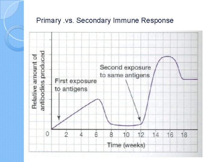 Primary. vs. Secondary Immune Response 