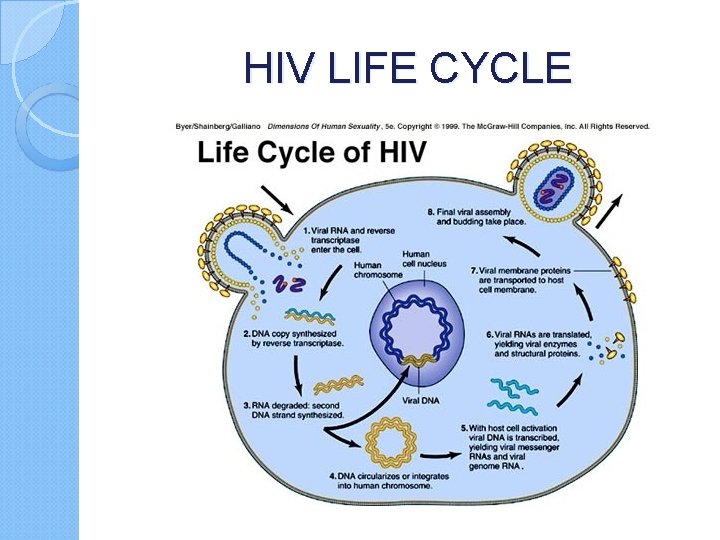 HIV LIFE CYCLE 
