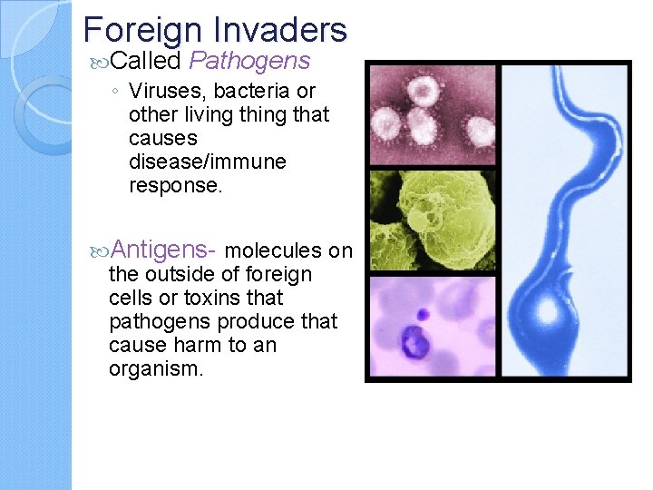 Foreign Invaders Called Pathogens ◦ Viruses, bacteria or other living that causes disease/immune response.