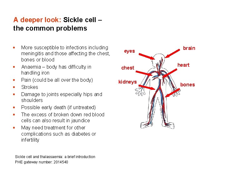 A deeper look: Sickle cell – the common problems § § § § More