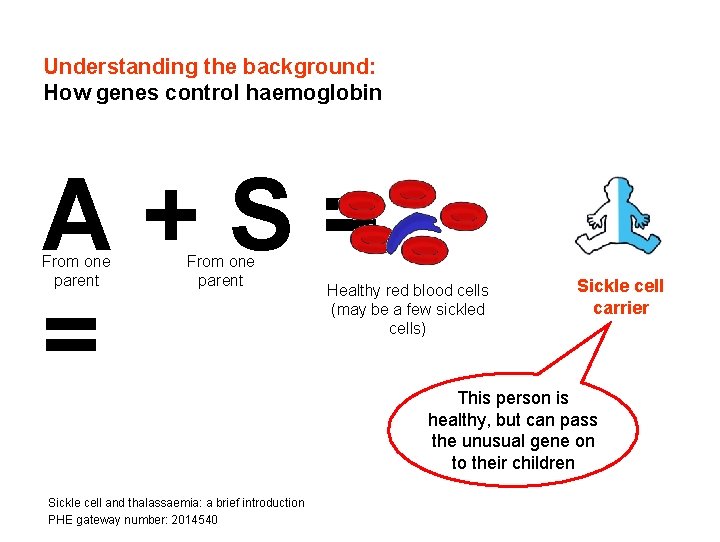Understanding the background: How genes control haemoglobin A+S= = From one parent Sickle cell