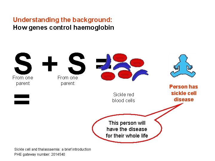 Understanding the background: How genes control haemoglobin S+S= = From one parent Sickle red