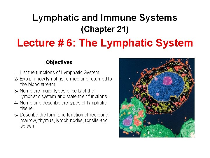 Lymphatic and Immune Systems (Chapter 21) Lecture # 6: The Lymphatic System Objectives 1