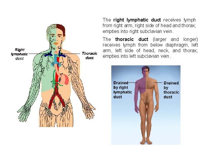 The right lymphatic duct receives lymph from right arm, right side of head and