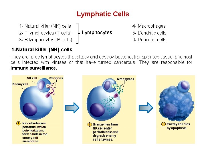 Lymphatic Cells 1 - Natural killer (NK) cells 2 - T lymphocytes (T cells)