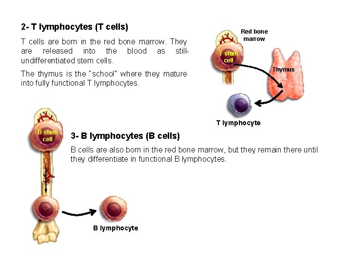 2 - T lymphocytes (T cells) T cells are born in the red bone