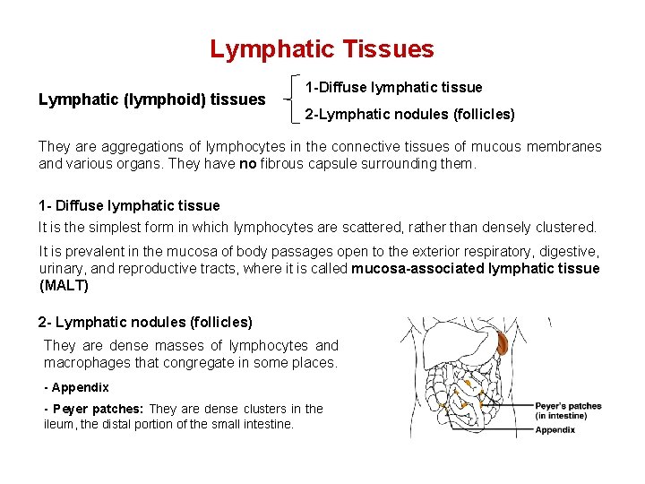 Lymphatic Tissues Lymphatic (lymphoid) tissues 1 -Diffuse lymphatic tissue 2 -Lymphatic nodules (follicles) They