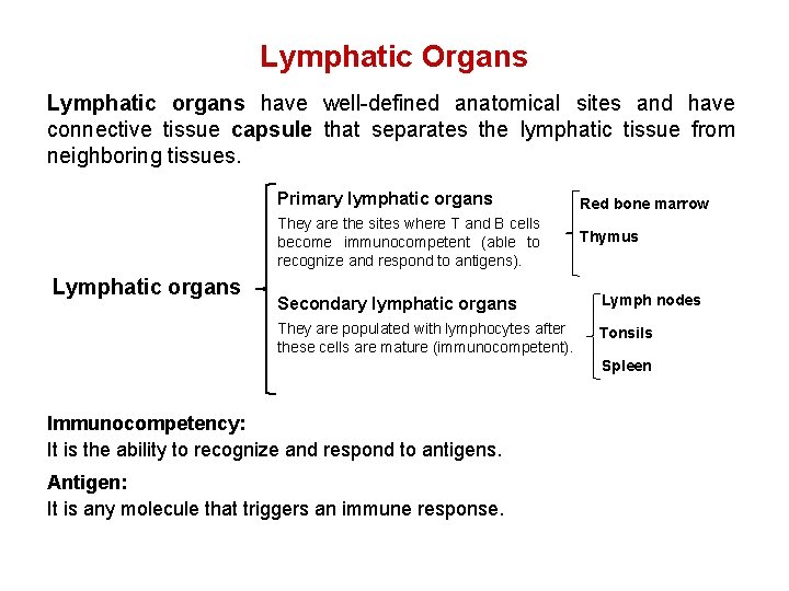 Lymphatic Organs Lymphatic organs have well-defined anatomical sites and have connective tissue capsule that