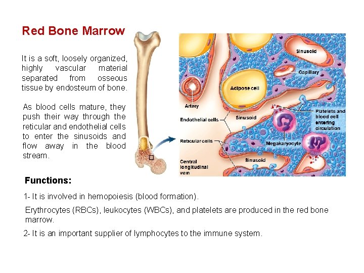 Red Bone Marrow It is a soft, loosely organized, highly vascular material separated from