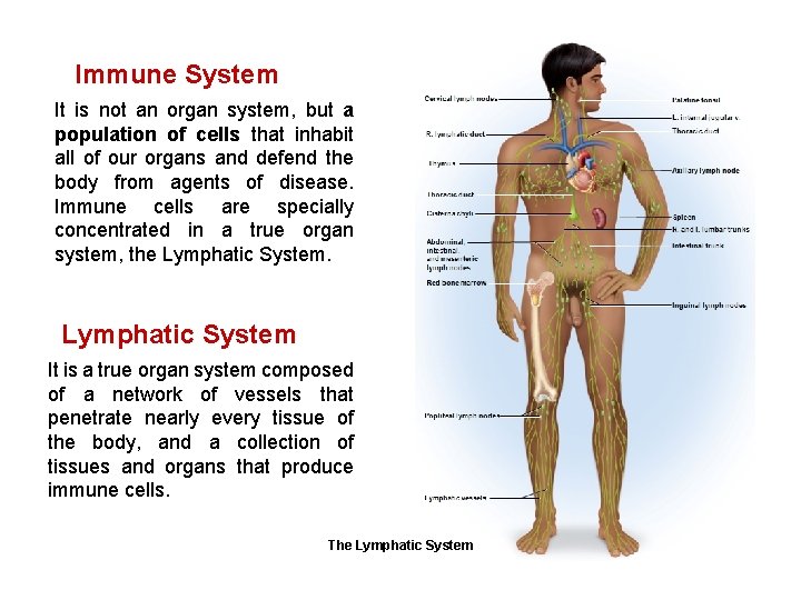 Immune System It is not an organ system, but a population of cells that