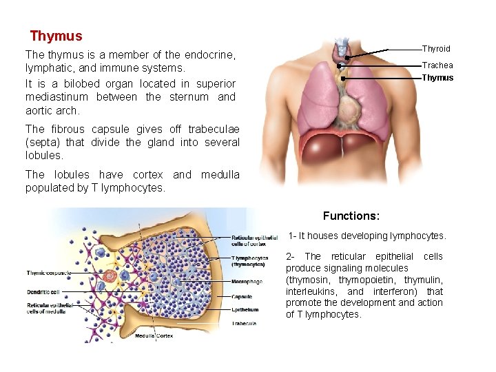 Thymus Thyroid The thymus is a member of the endocrine, lymphatic, and immune systems.
