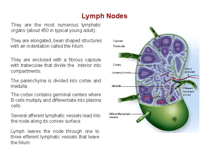 Lymph Nodes They are the most numerous lymphatic organs (about 450 in typical young