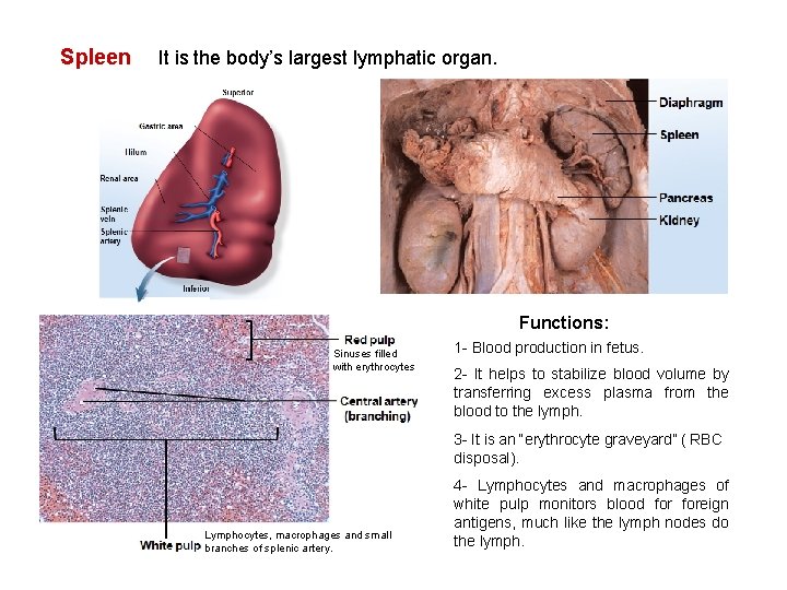 Spleen It is the body’s largest lymphatic organ. Functions: Sinuses filled with erythrocytes 1