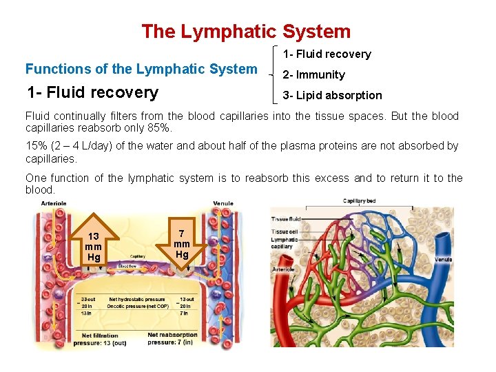 The Lymphatic System 1 - Fluid recovery Functions of the Lymphatic System 2 -