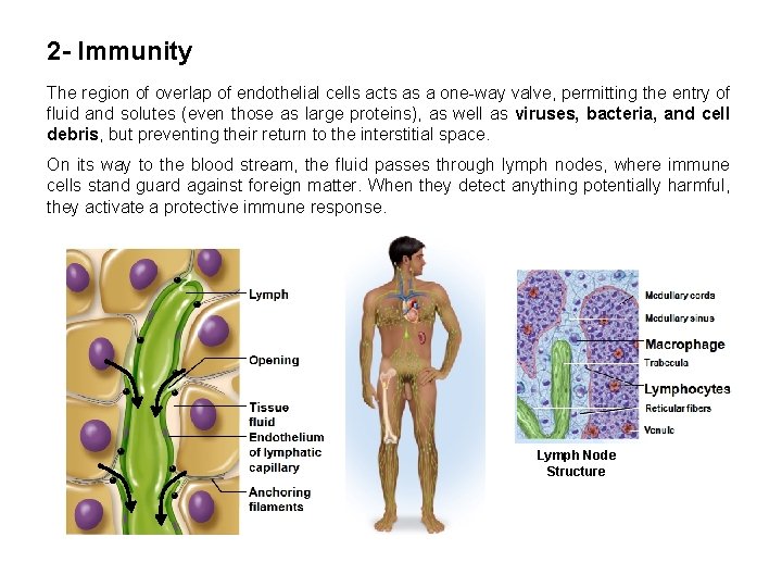 2 - Immunity The region of overlap of endothelial cells acts as a one-way