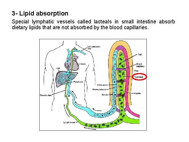 3 - Lipid absorption Special lymphatic vessels called lacteals in small intestine absorb dietary