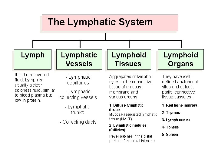 The Lymphatic System Lymphatic Vessels It is the recovered - Lymphatic fluid. Lymph is