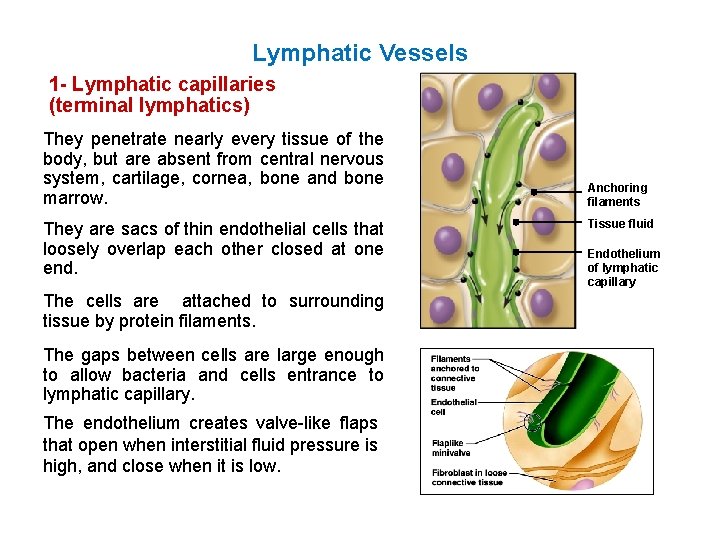 Lymphatic Vessels 1 - Lymphatic capillaries (terminal lymphatics) They penetrate nearly every tissue of