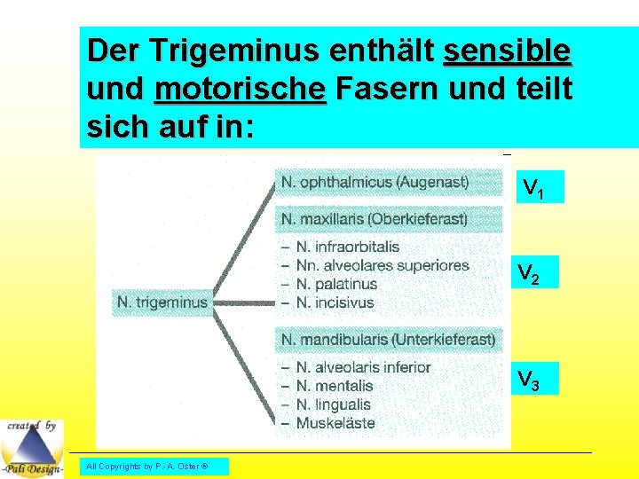 LERNFELD 5 Endodontische Behandlungen begleiten 005 DAS NERVENSYSTEM