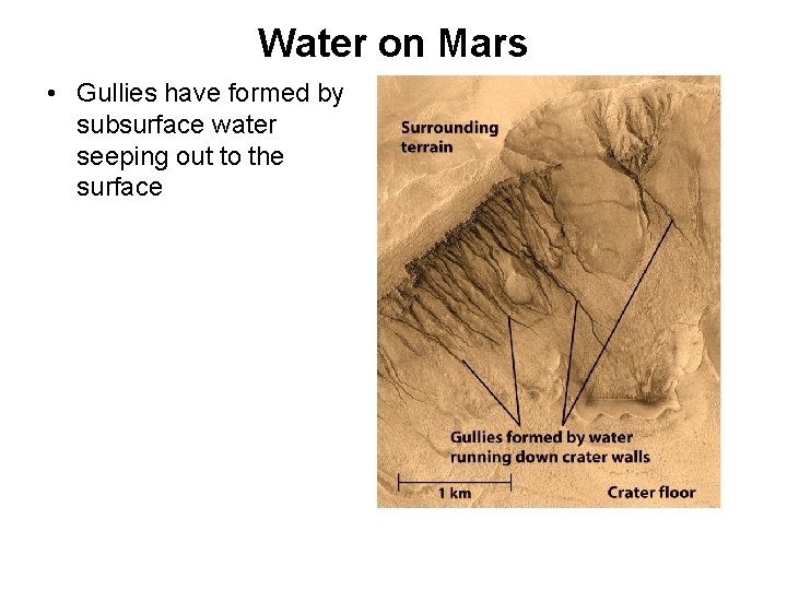 Water on Mars • Gullies have formed by subsurface water seeping out to the