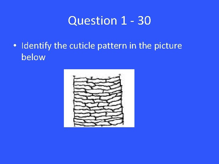 Question 1 - 30 • Identify the cuticle pattern in the picture below 